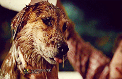 Wet Dog Hannibal gif